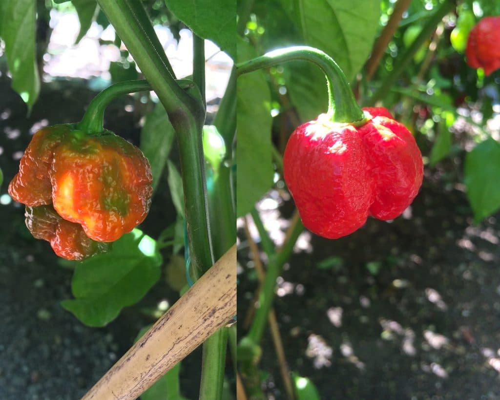 maturazione peperoncini moruga scorpion