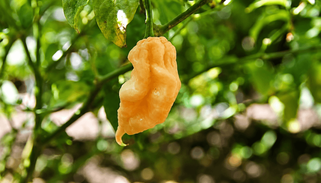 jay's ghost scorpion peach