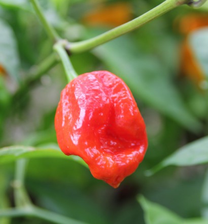 peperoncino habanero