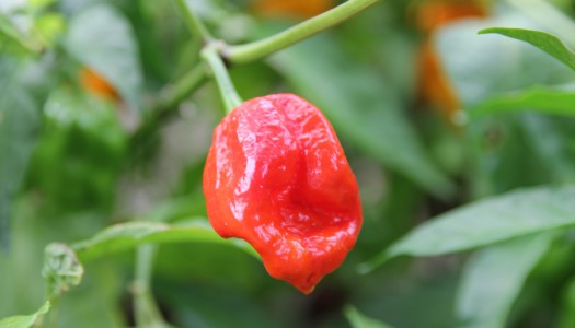 Habanero