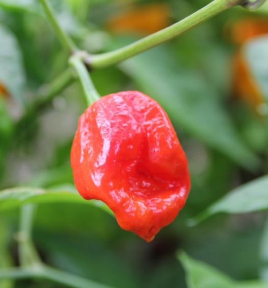 peperoncino habanero