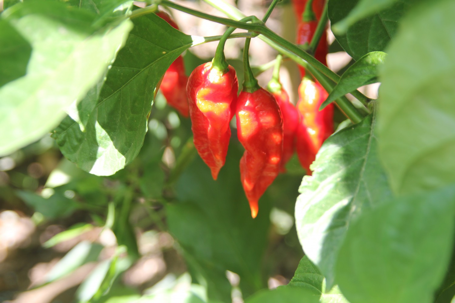 pianta naga morich