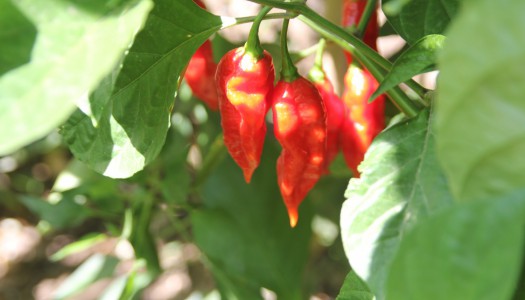 Naga Morich