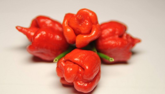 Trinidad Scorpion