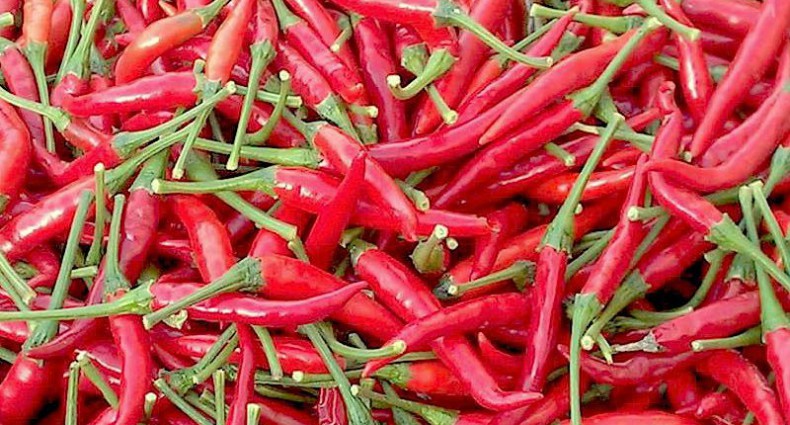 peperoncino thai dragon