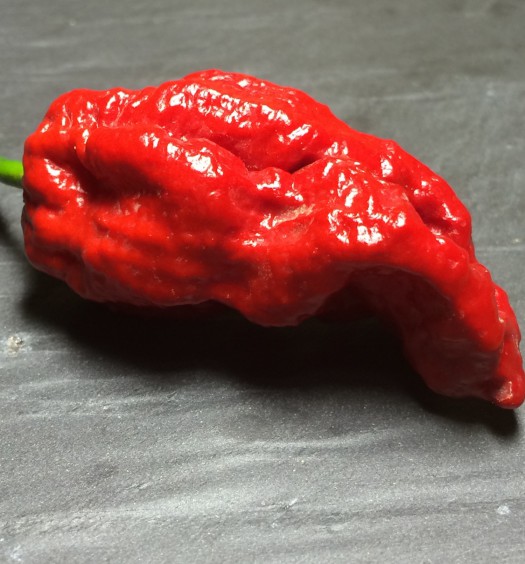 bhut jolokia assam