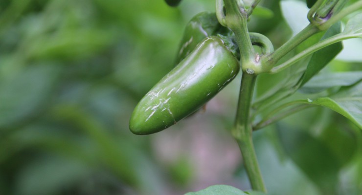 peperoncini jalapeno