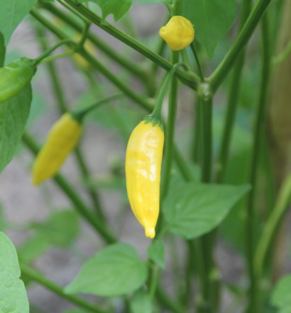 peperoncino hot lemon