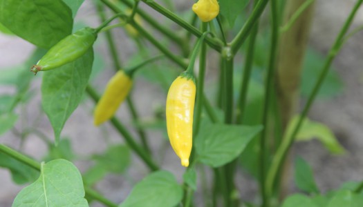 Hot Lemon
