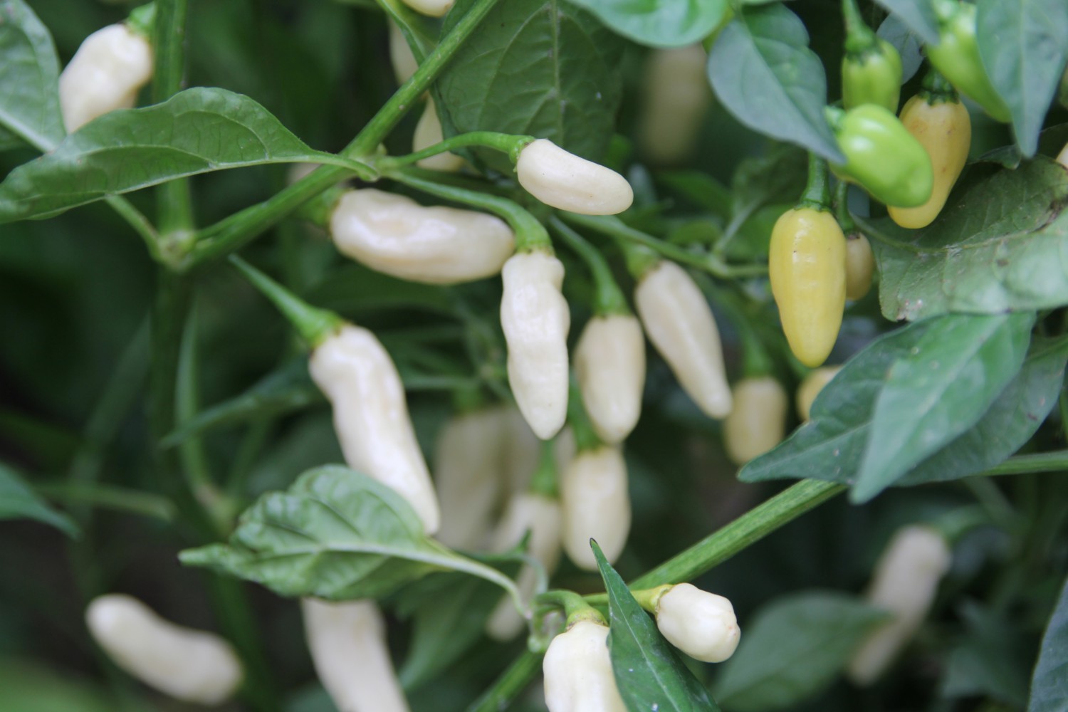peperoncini habanero white