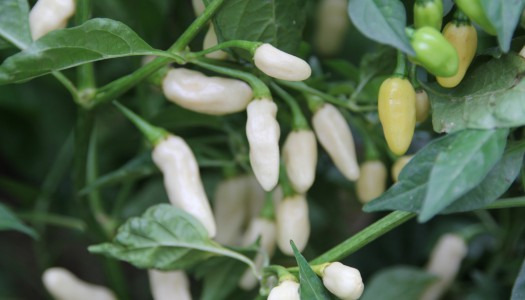 Habanero White