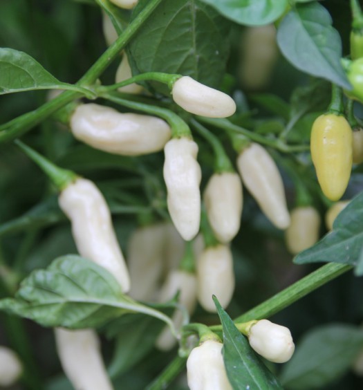 peperoncini habanero white