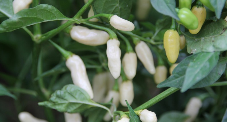 peperoncini habanero white