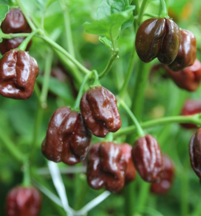 peperoncini habanero chocolate