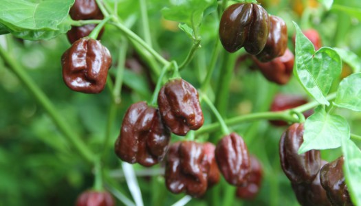 Habanero Chocolate
