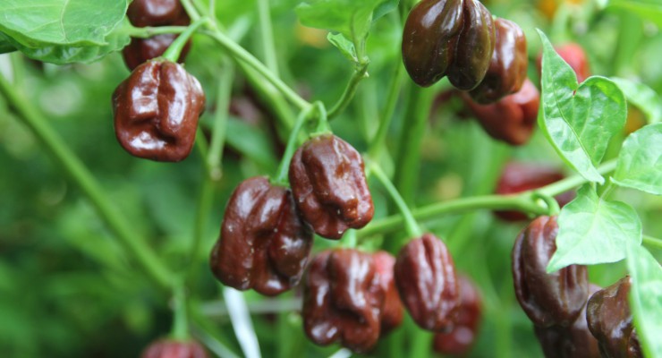 peperoncini habanero chocolate