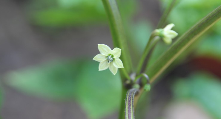 fiore habanero chocolate