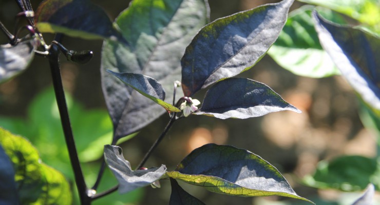 peperoncino foglie nere