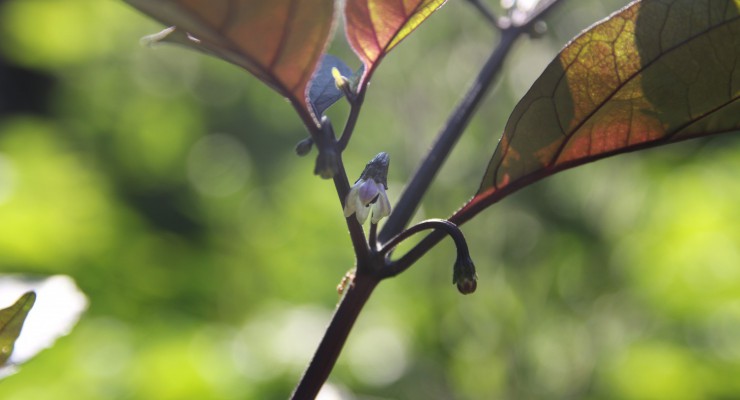 pianta pimenta de neyde