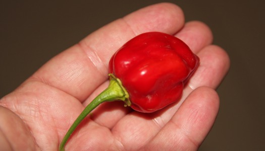 Habanero Red Savina