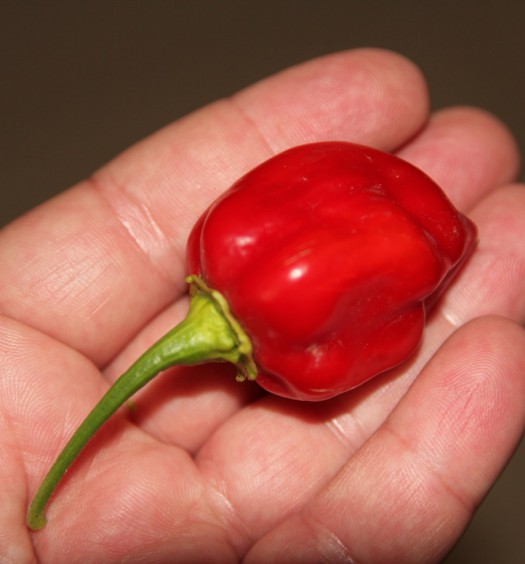 habanero red savina