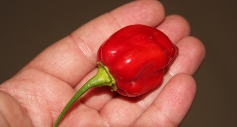 habanero red savina