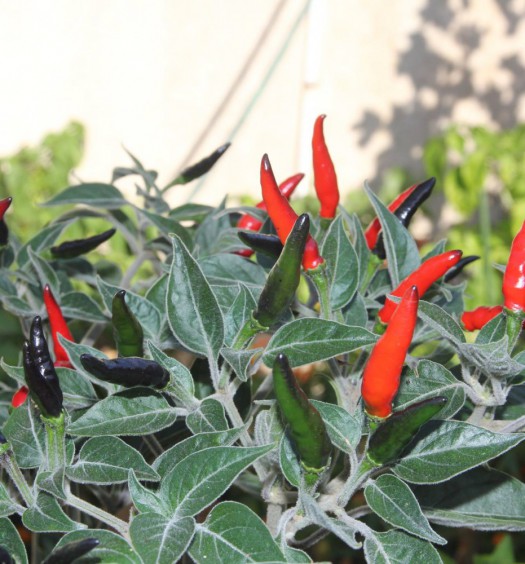 pianta peperoncino acrata