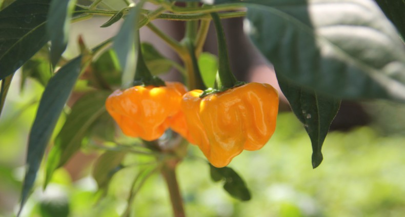 jamaican hot yellow peperoncino