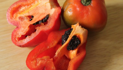 Rocoto Red