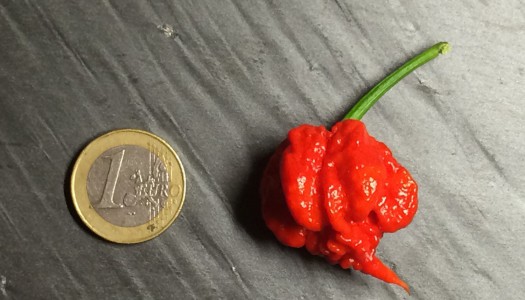 Carolina Reaper