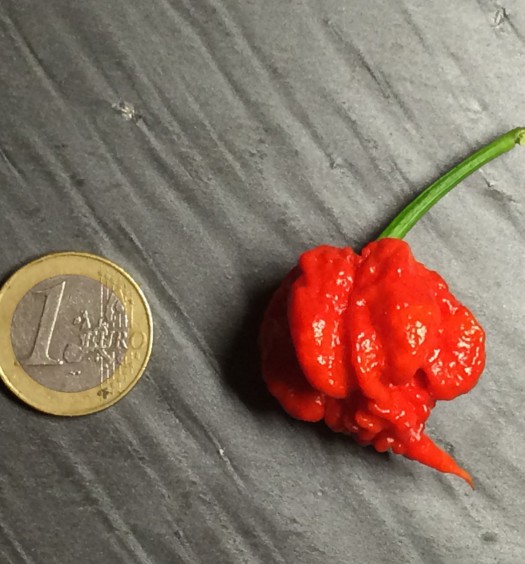 peperoncino carolina reaper