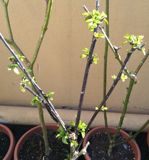 svernare peperoncini