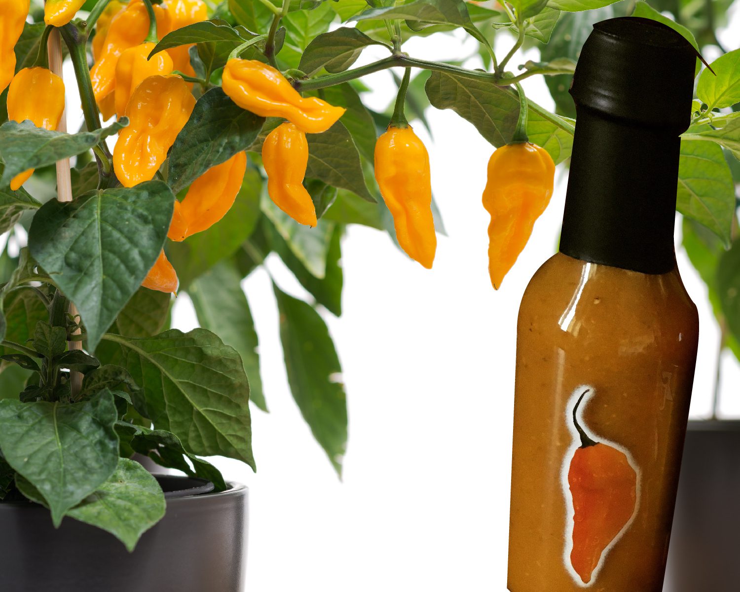 salsa fatalii cajohns