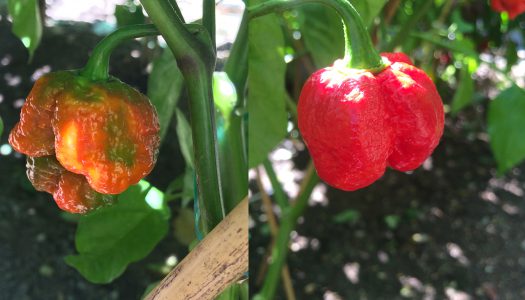 Trinidad Moruga Scorpion