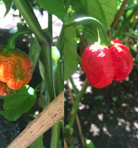 maturazione peperoncini moruga scorpion