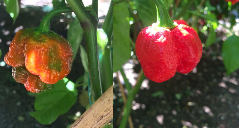 maturazione peperoncini moruga scorpion