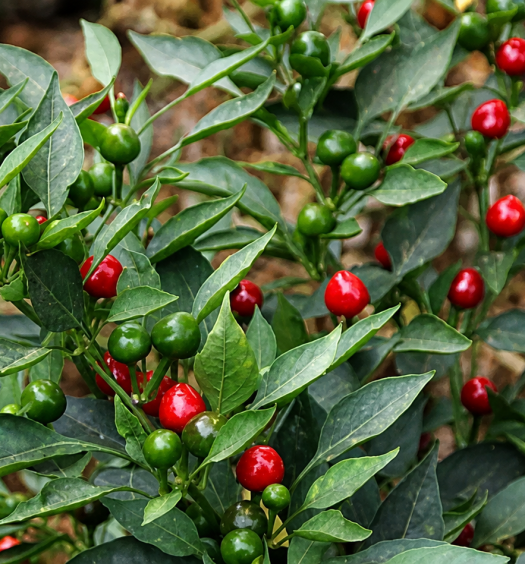 peperoncini baci di satana