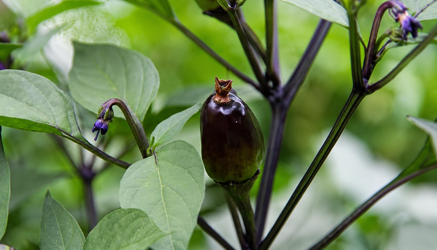 peperoncino black knight