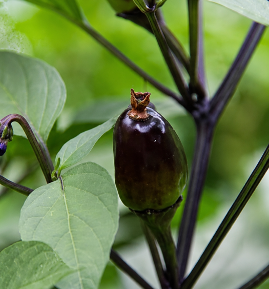 peperoncino black knight