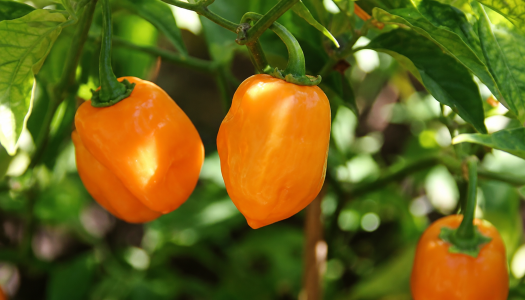 Habanero Orange