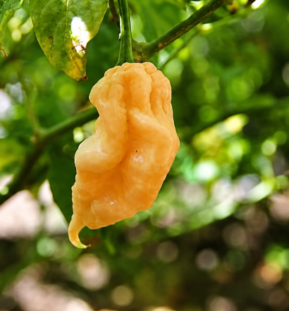 jay's ghost scorpion peach