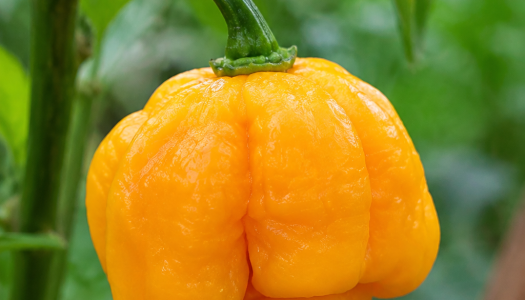 Moruga Yellow