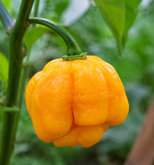 trinidad moruga yellow