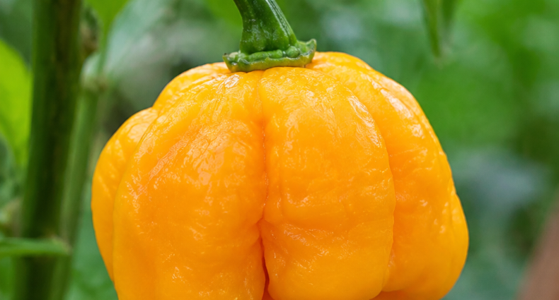 trinidad moruga yellow